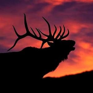 Meet your Posher, Roque angela